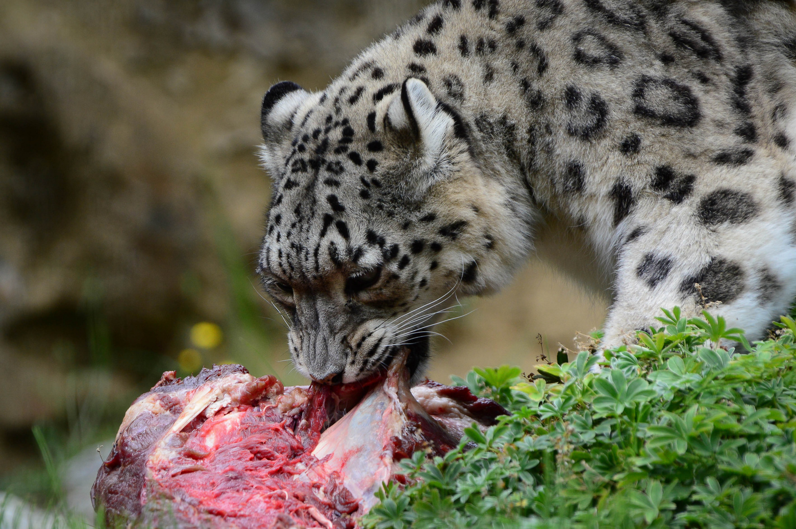 Schneeleopardin beim Mittagessen