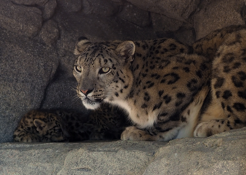 Schneeleopardin, mit Baby...