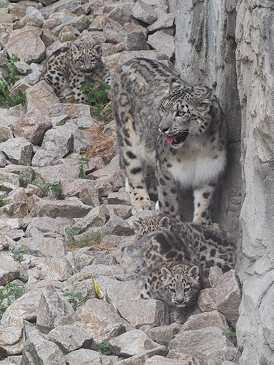 Schneeleopardin, mit Babys...