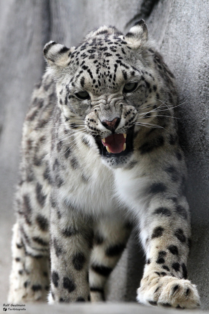 Schneeleopard/Zoo Neunkirchen