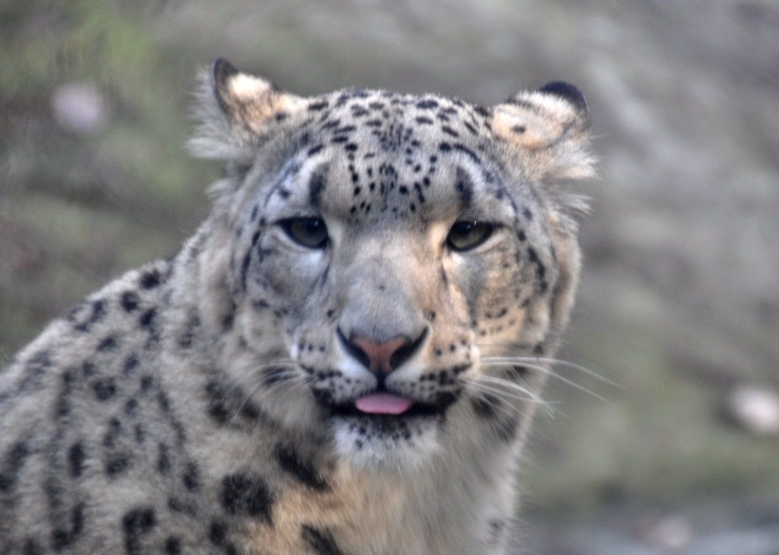 Schneeleopraden-Portrait