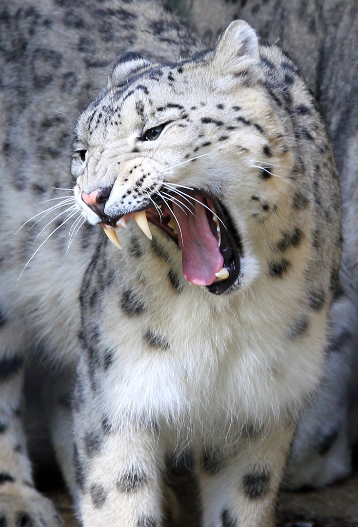 Schneelepard Achtung ich kann beissen