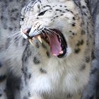 Schneelepard Achtung ich kann beissen