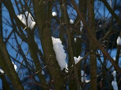 Schneeleuchten