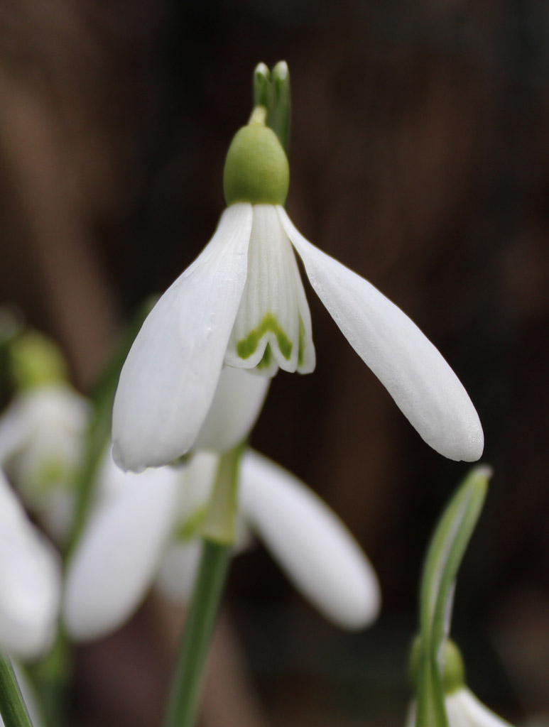 Schneelgöckchen 