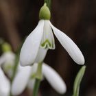 Schneelgöckchen 