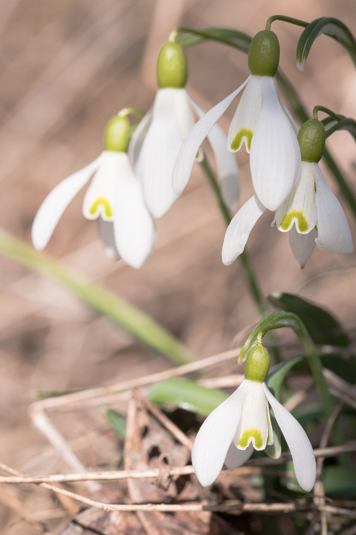 Schneelöckchen im Wald