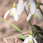 Schneelöckchen im Wald