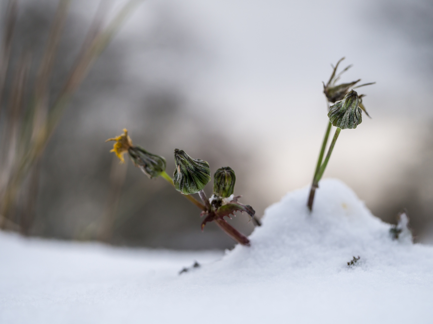 Schnee_Löwenzahn 