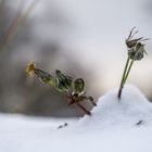 Schnee_Löwenzahn 