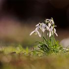 Schneelose Glöckchen