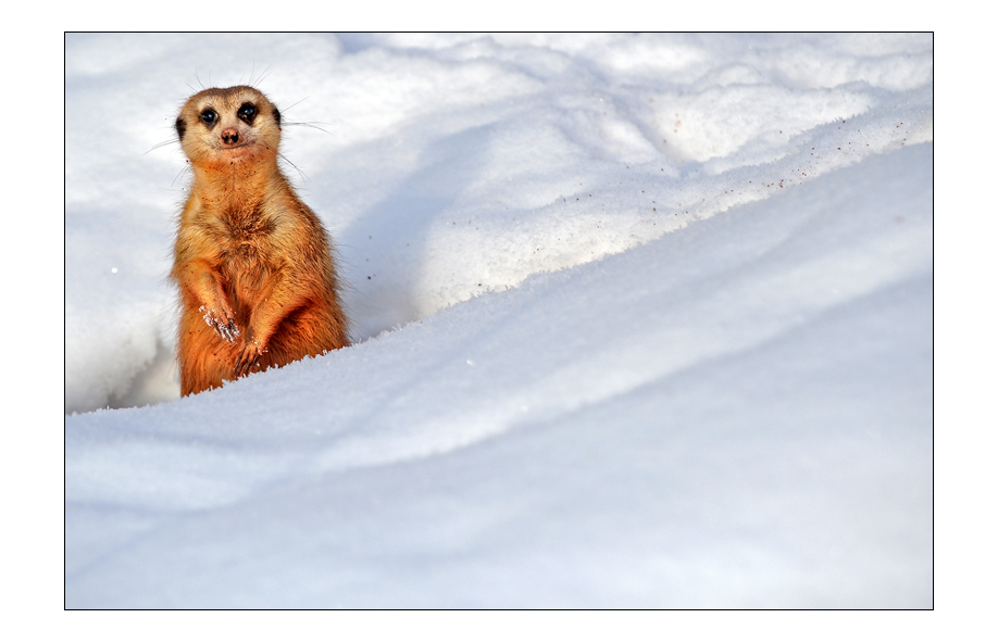 sCHNEEMÄNNCHEN