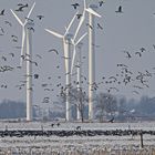 Schneemänner mit Kreiselohren