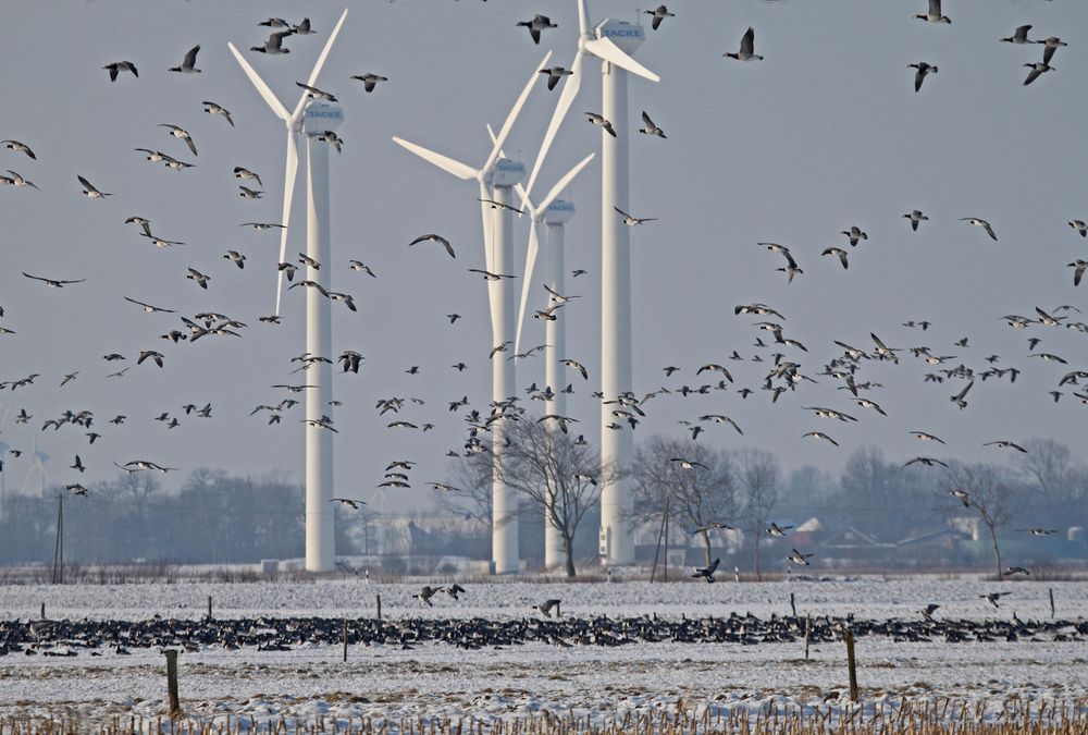 Schneemänner mit Kreiselohren