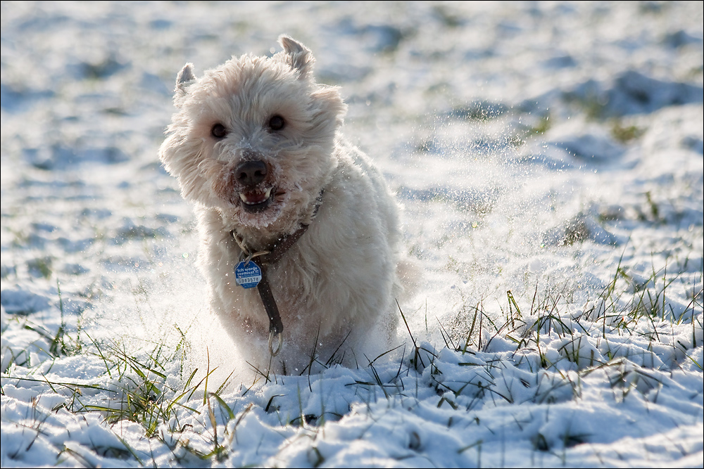 *Schneemännlein*