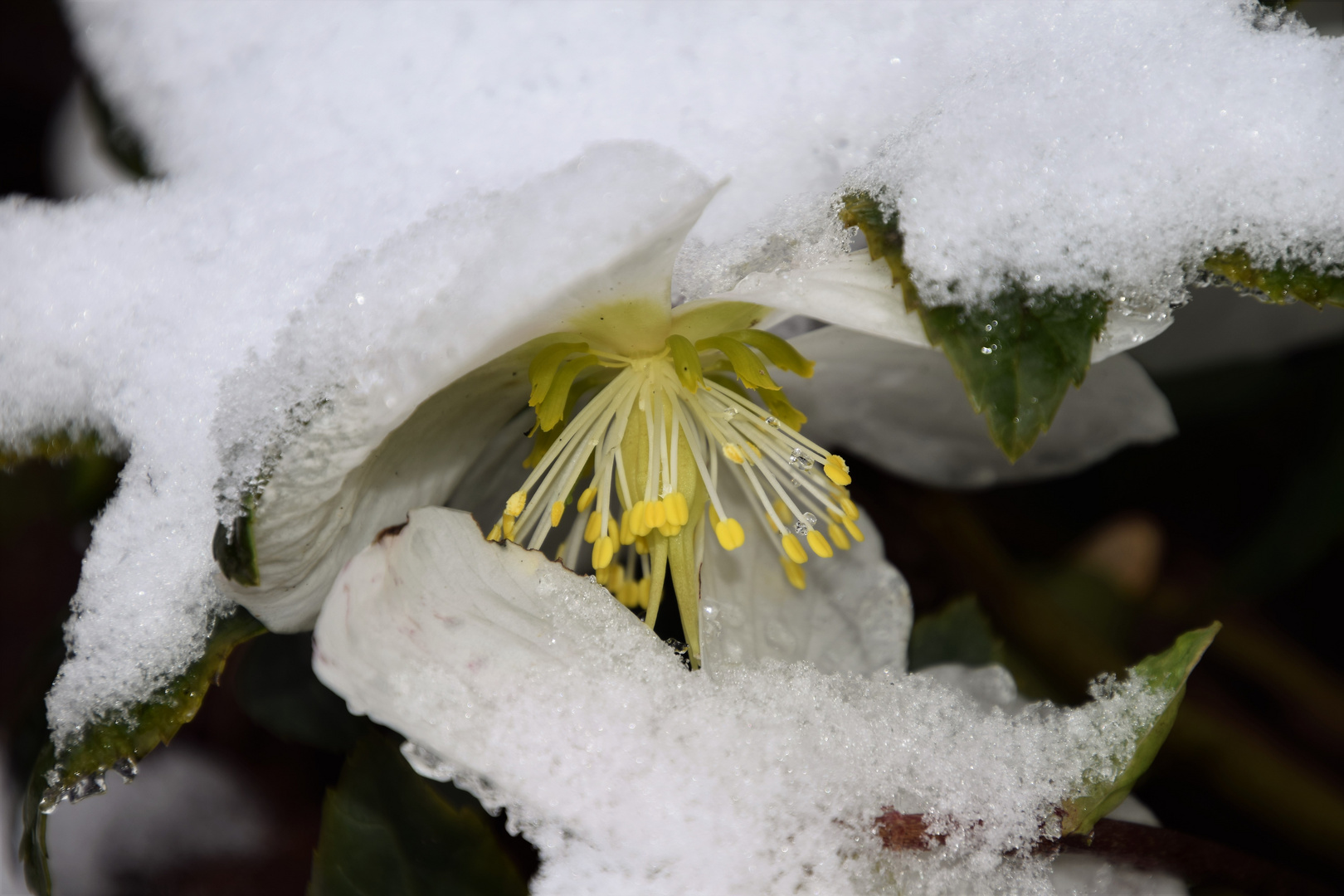 Schneemäntelchen .....