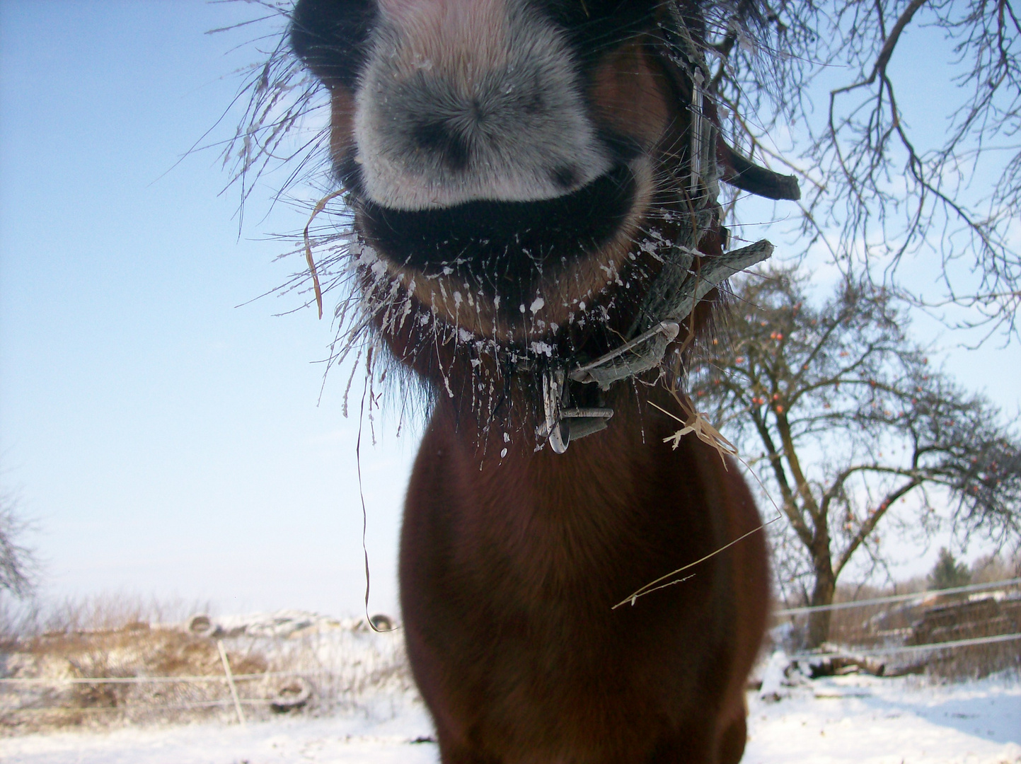 schneemäulchen