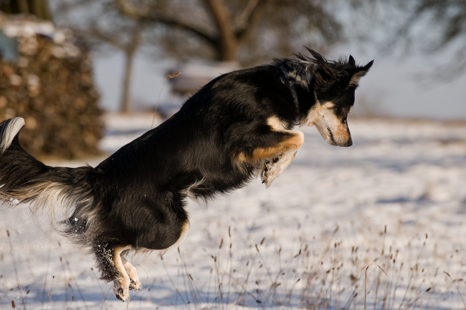 Schneemäuse sind sooooooooooooooo ....lecker