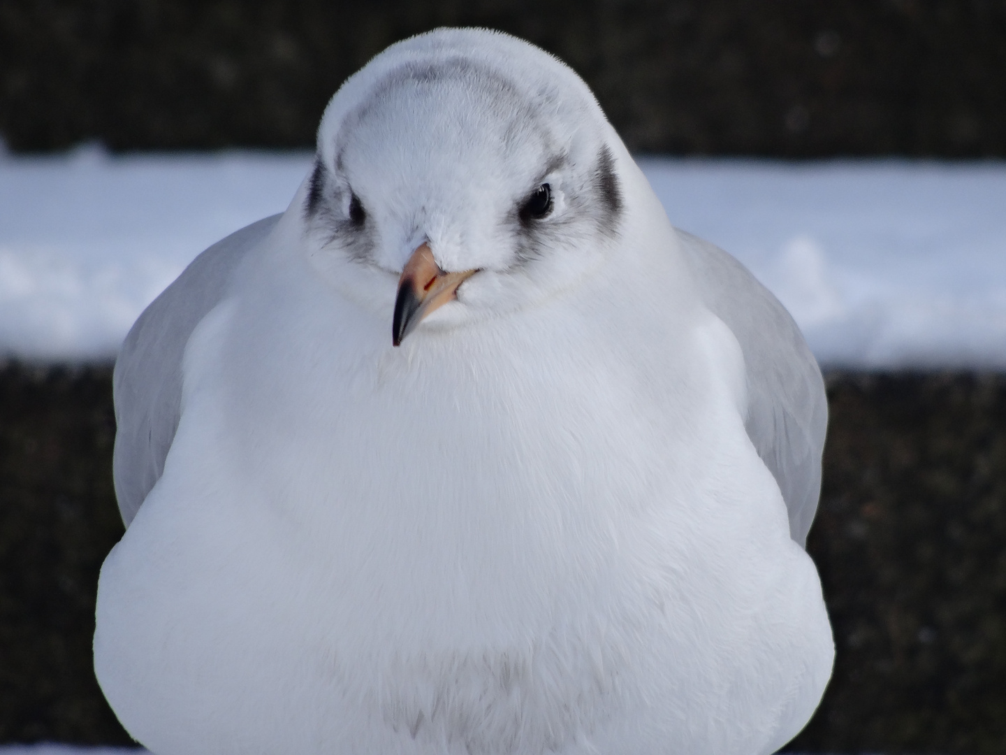 Schneemann