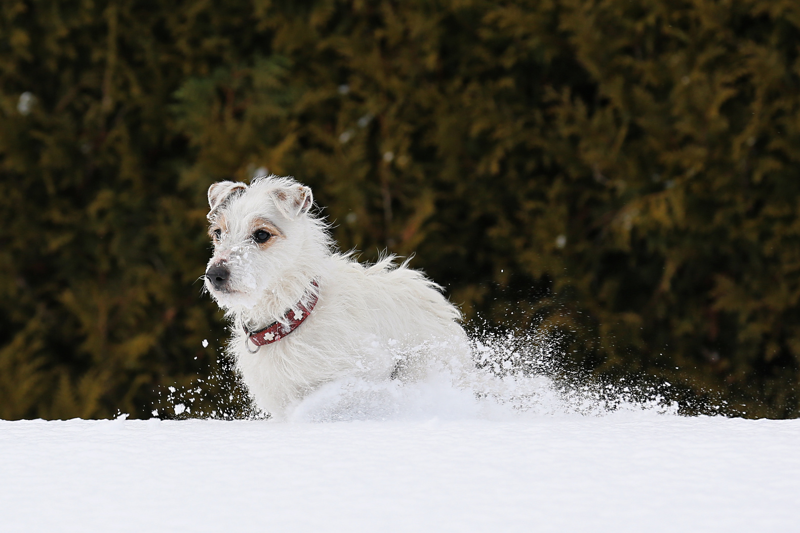 Schneemann