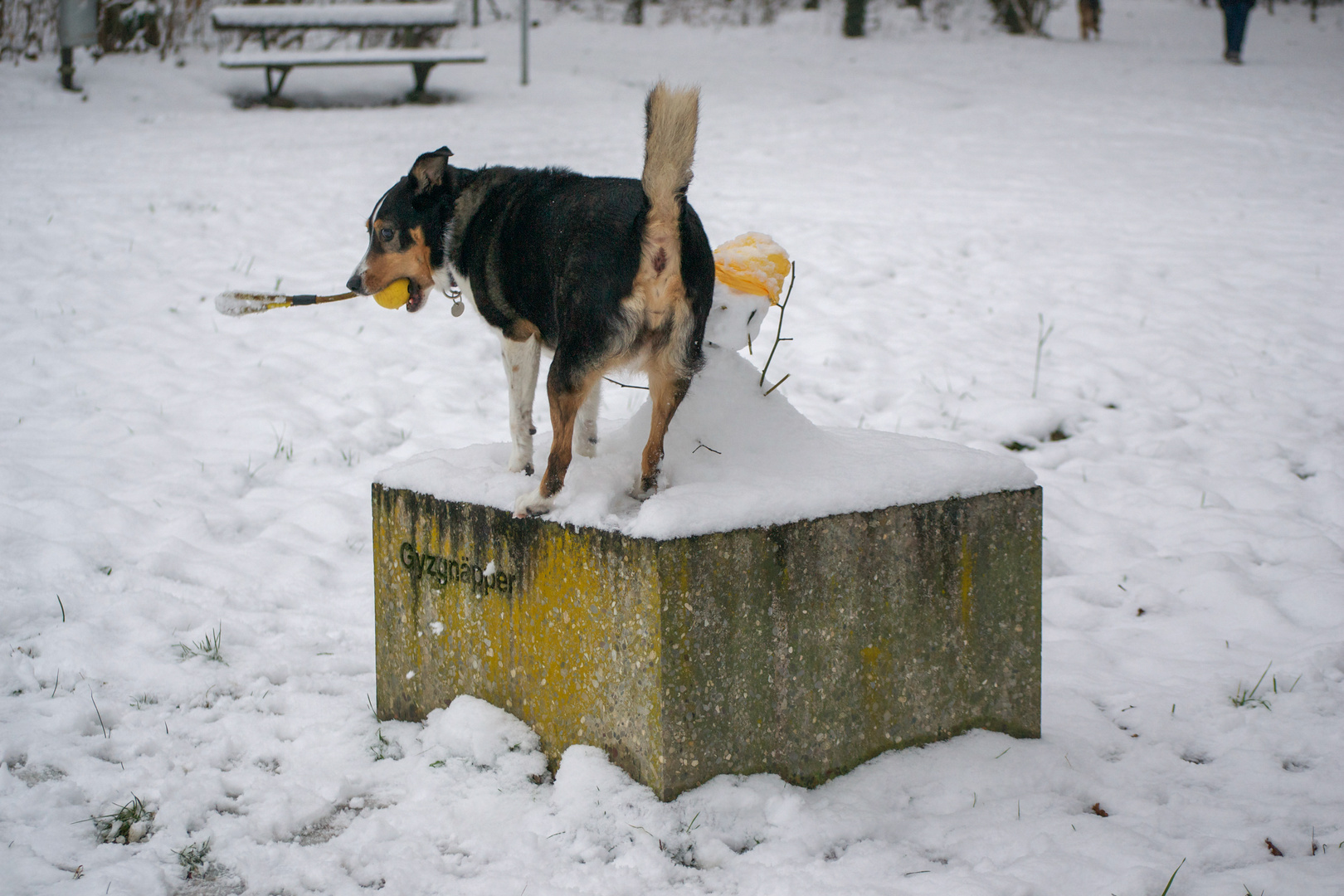 Schneemann, das ist mein Platz!