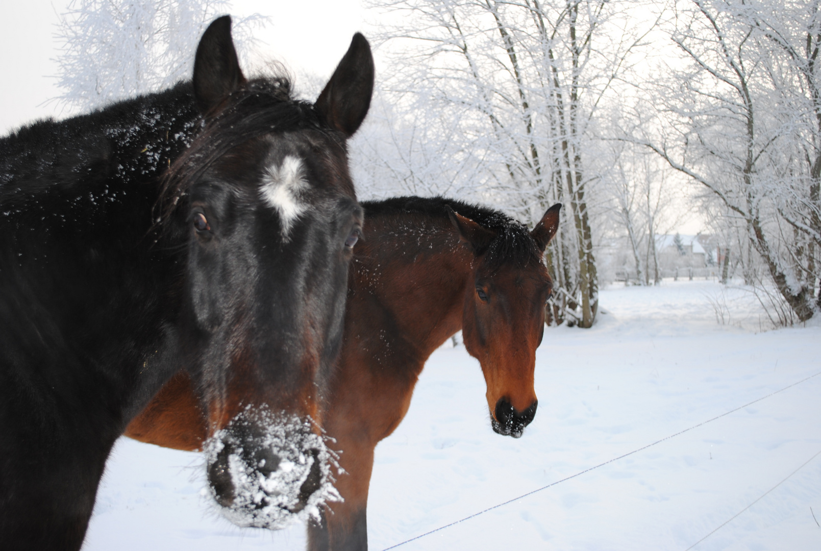 Schneemaul ;-)