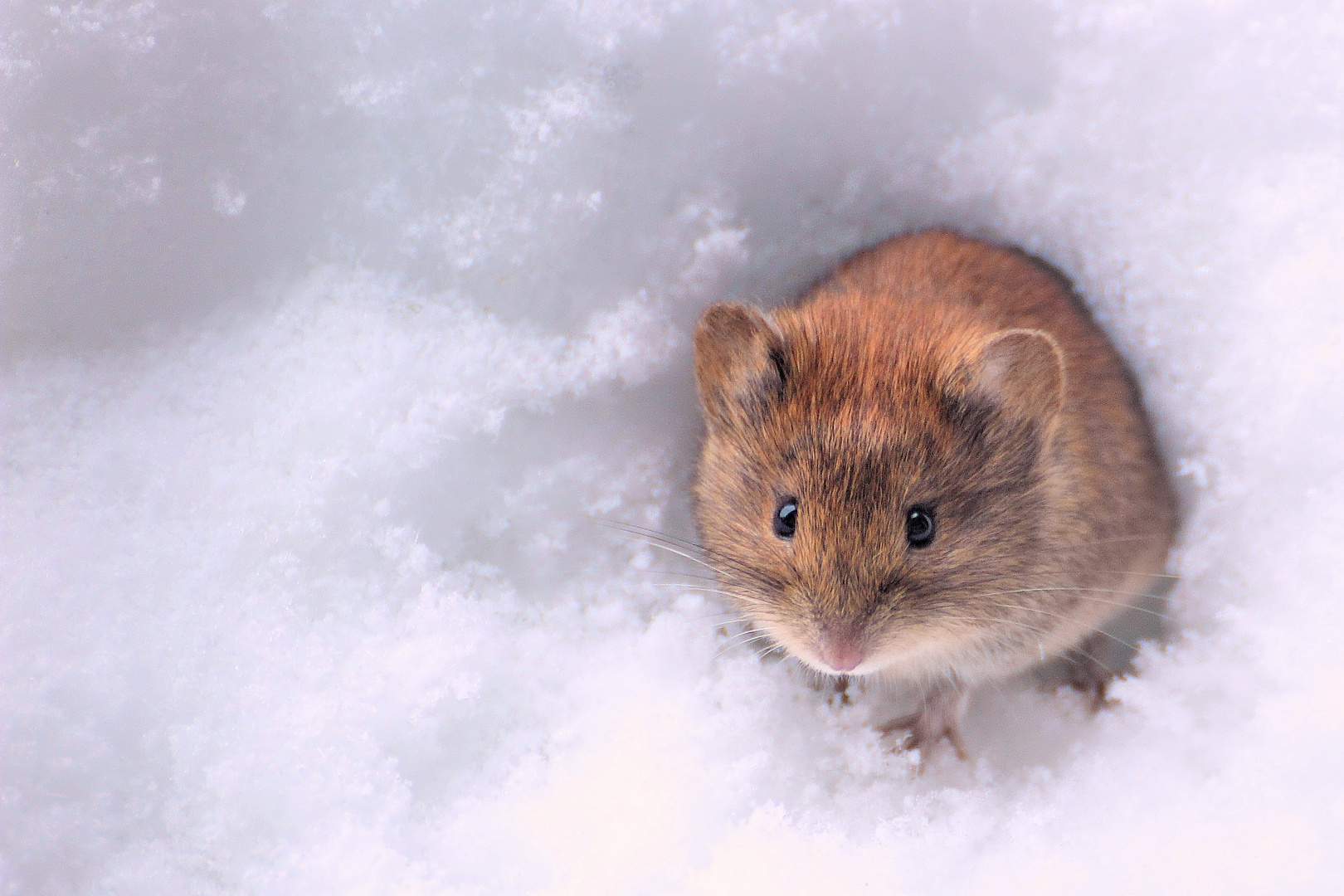 Schneemaus