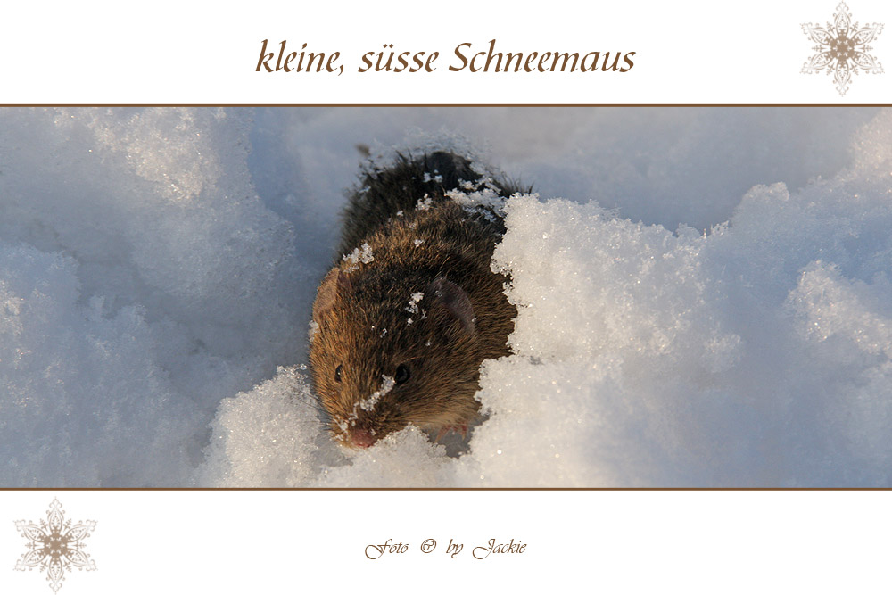 Schneemaus