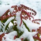 Schneemittwochsblümchen