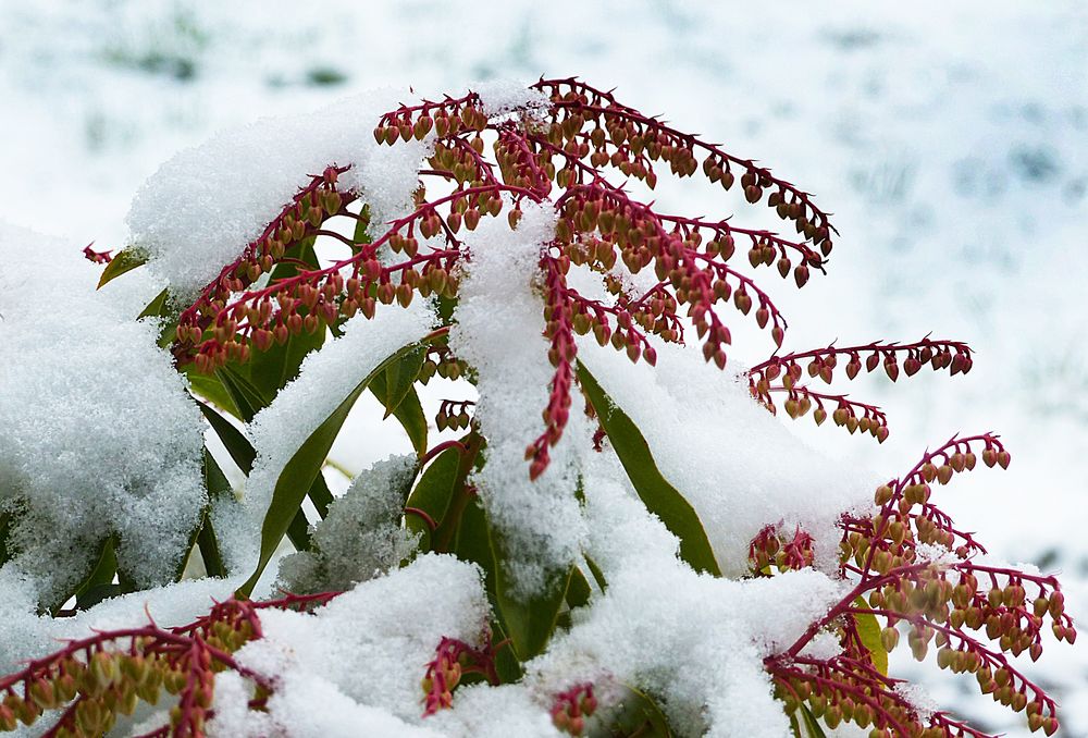 Schneemittwochsblümchen