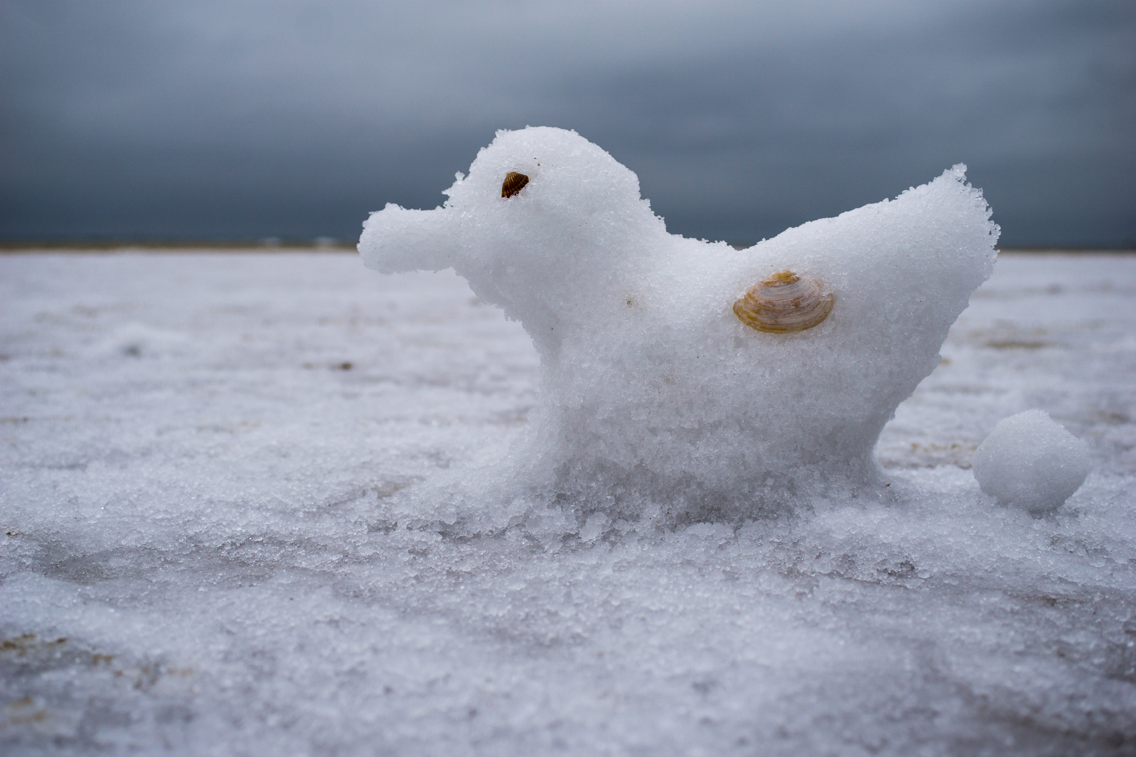 Schneemöwe