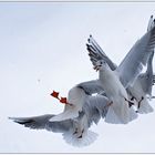 schneemöwen #1 oder : batsch, der happen ist meiner!