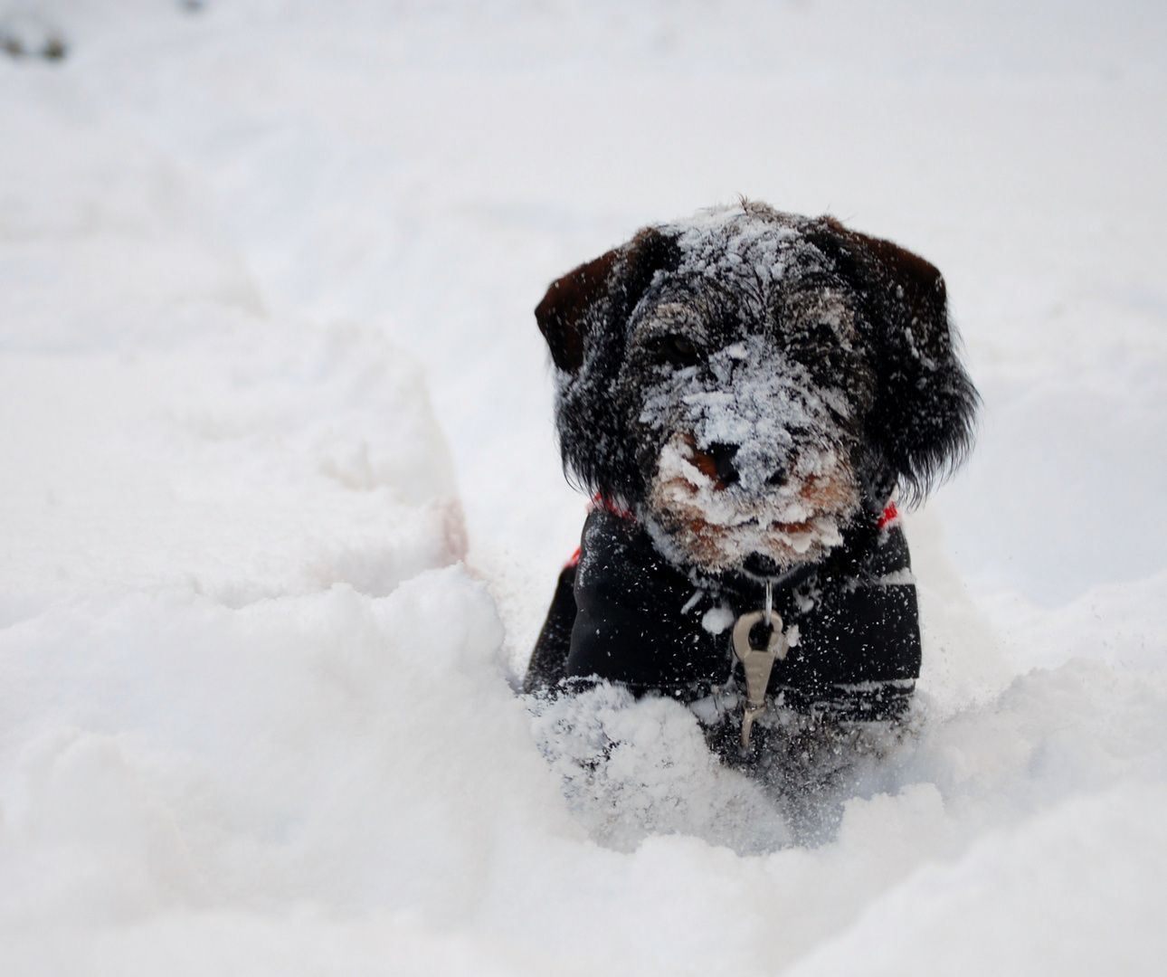 Schneemonster =)