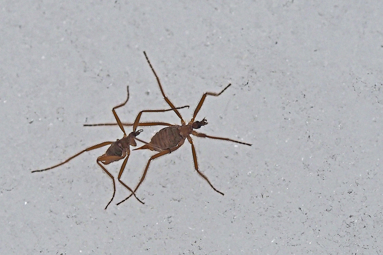 Schneemücken lieben sich auch im kalten Winter! - Insectes amoureux en hiver!