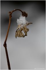 Schneemützchen