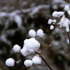 Schneemützchen