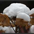 Schneemützchen....