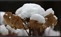 Schneemützchen....