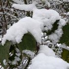 Schneemützchen