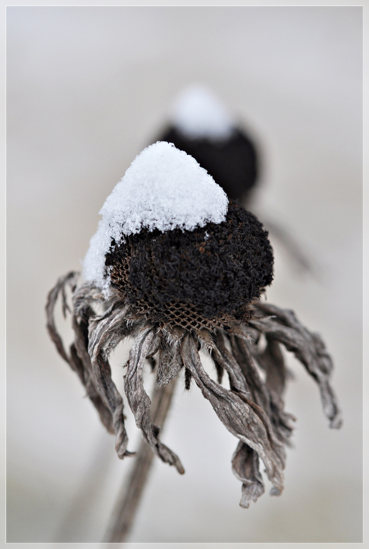 Schneemützchen