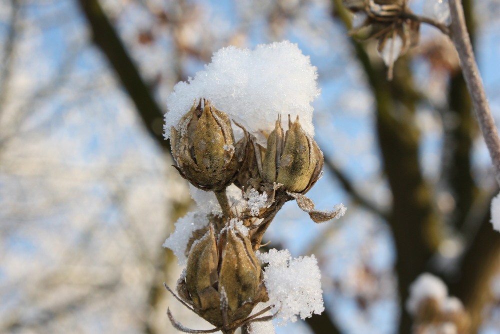 Schneemütze