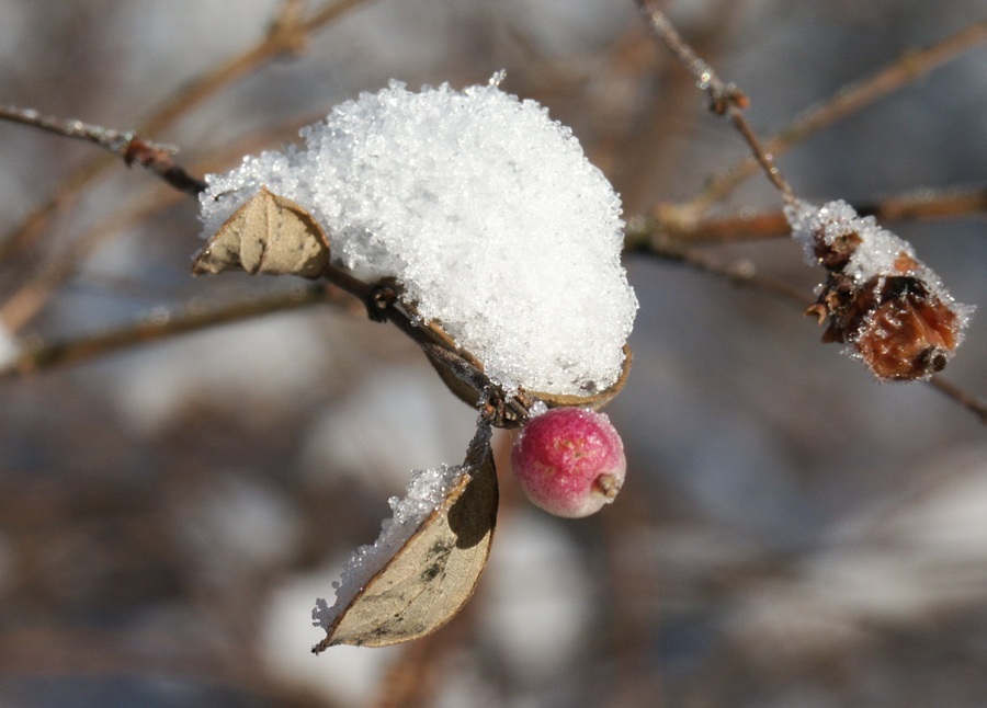 Schneemütze