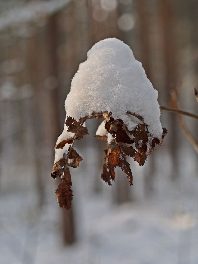 Schneemütze