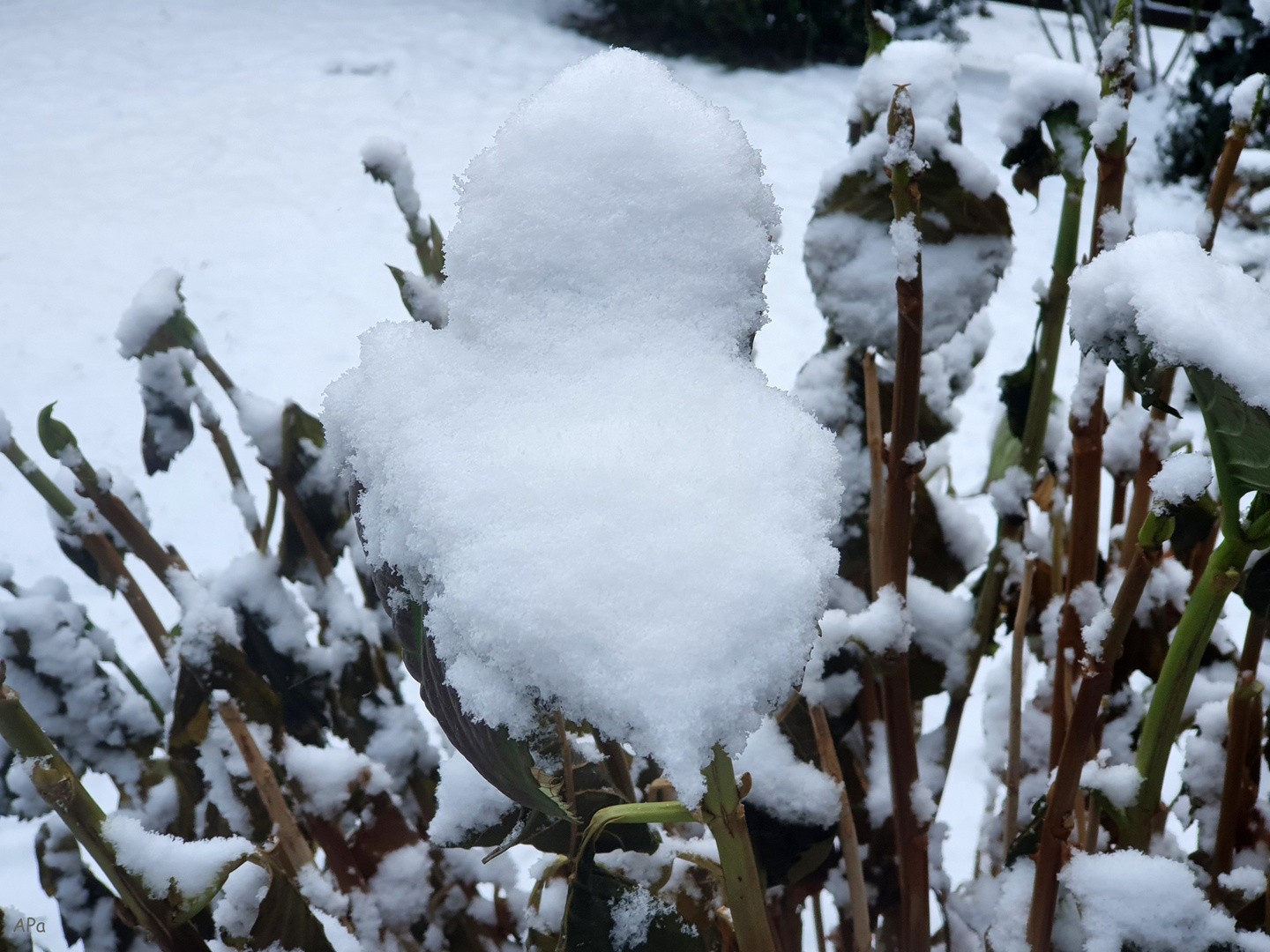 Schneemütze...