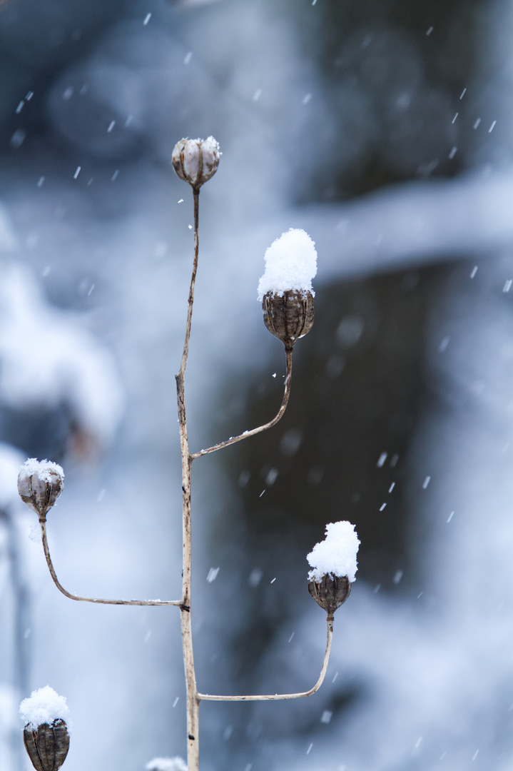 Schneemütze