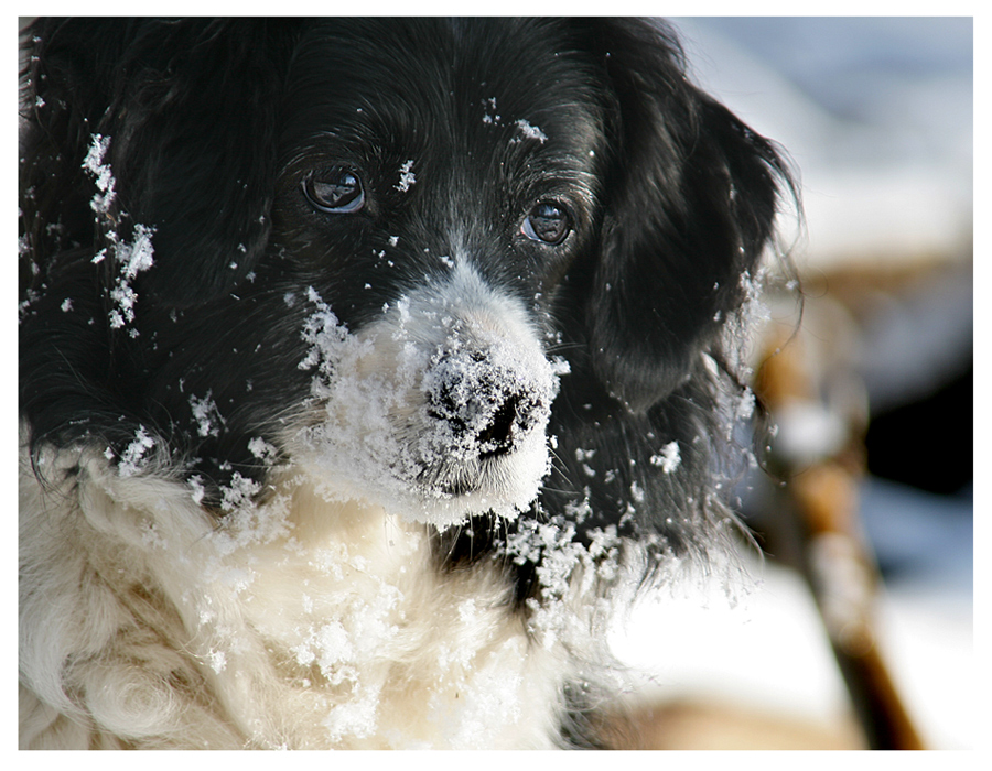 Schneenäschen