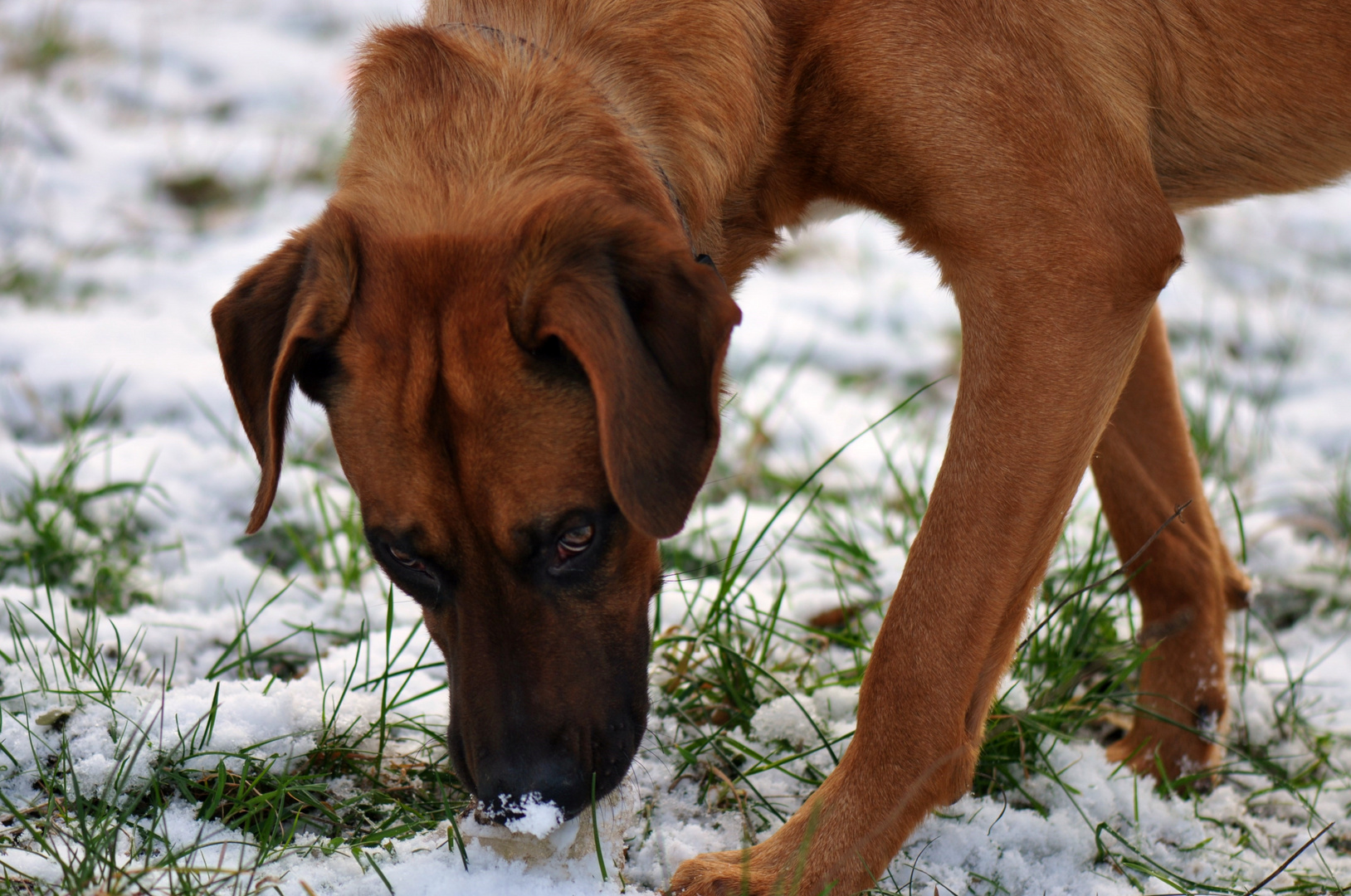 Schneenäschen Anton .......