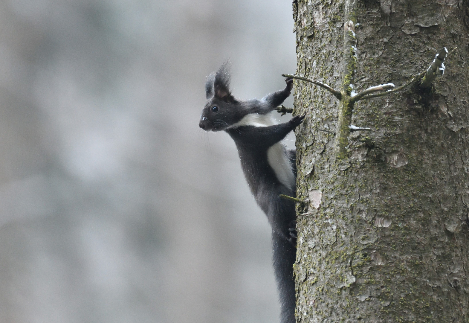 Schneenäschen