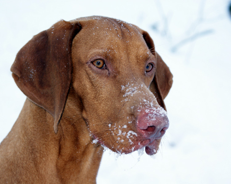 Schneenase