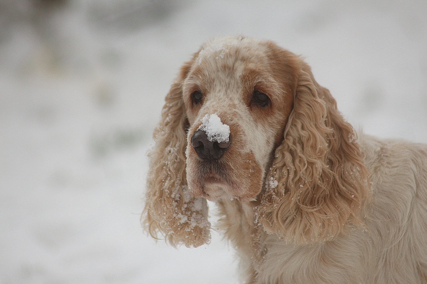 Schneenase